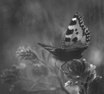 Small tortoiseshell.