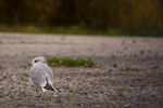 Mr Steven Seagull