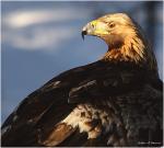 Kungsörn (Aquila chrysaetos) njuter av solen