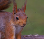 Mygga p&aring; v&auml;g.....