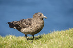 The great Skua, Storlabb