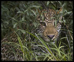 Nyfiken ung leopardhanne