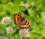 P&aring; v&auml;g bort ...