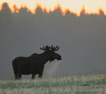 I den svala sommarmorgonen