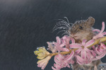 hyacinth mouse in rain