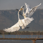 Grand Herons i slagsm&aring;l