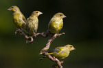 Fyra små fåglar på en gren