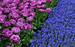 Keukenhof garden