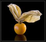 Physalis