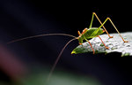 Grasshopper_65