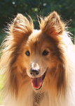 Sheltie en varm sommardag