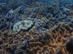Raja Ampat Soft Corals