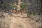 Flying impala