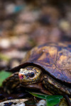 African hinged tortoise, picture taken in Salonga National Park, DR Congo