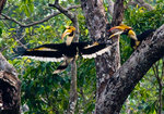 Great Hornbill