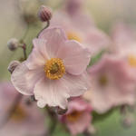 ANEMONE japonica