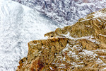 Snow leopard on a cliff