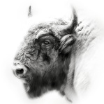 Europeisk Bison