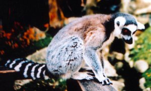 lemur.jpg