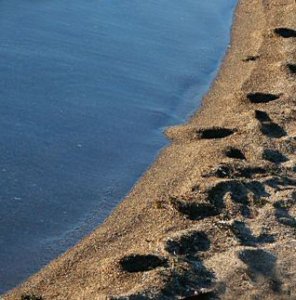 strandlinje-resö 1.jpg