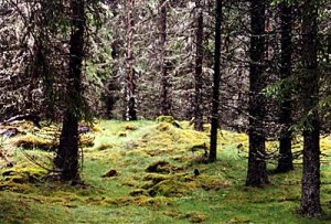 skog1400.jpg