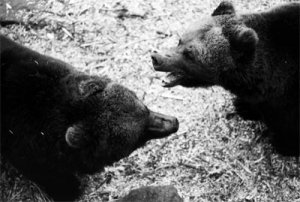bears4.jpg