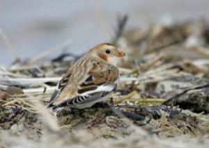 skagen fågel liten.jpg