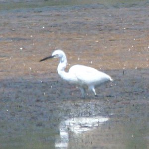 2010-08-14-Fågel7.jpg