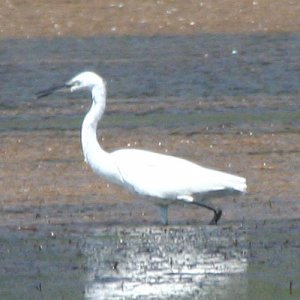 2010-08-14-Fågel8.jpg