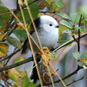 2010-10-10-Fågel2.jpg