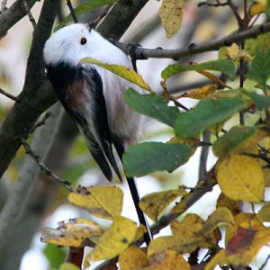 2010-10-10-Fågel3.jpg