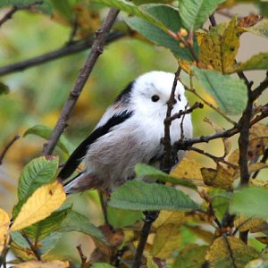 2010-10-10-Fågel4.jpg