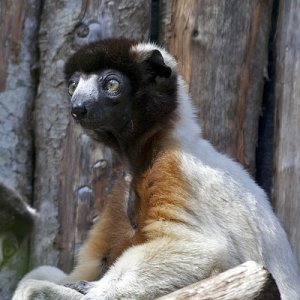 lemur.jpg