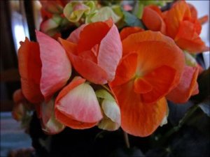 Begonia_11_3_2010.jpg