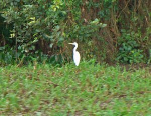 Häger Oronoccofloden Venezuela 2008.jpg