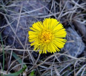 Tussilago_19_4_2010.jpg