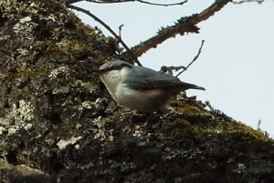 110417bird1.jpg