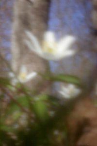 wood-anemone-pinhole.400.jpg