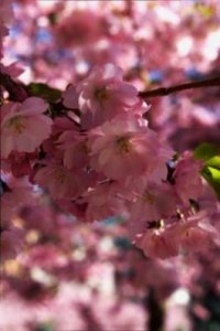 cherry_blossom_fs.jpg