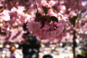 cherry_blossom2_fs.jpg