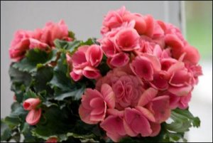 Begonia_9_5_2010.jpg