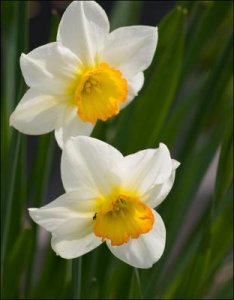 Narcisser_13_5_2010.jpg