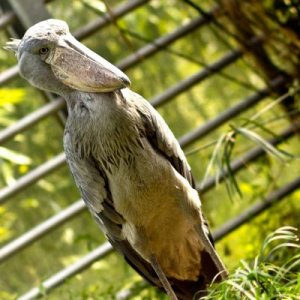 Zürich Zoo, april 2011-21.jpg