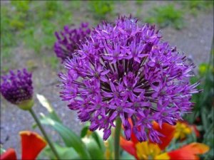 Allium_26_5_2010.jpg