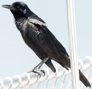 Male Boat-tailed Grackle.jpg