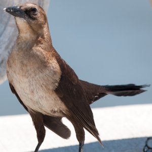 Female Boat-tailed Grackle.jpg