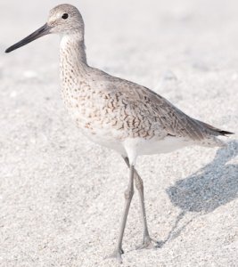 Willet 1.jpg