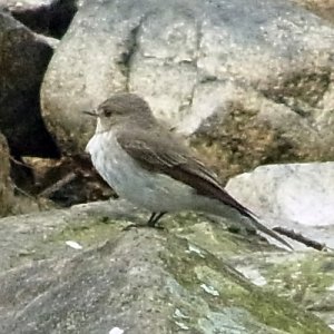 110612bird1.jpg