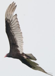 Turkey Vulture.jpg