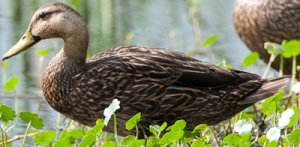 Mottled Duck.jpg